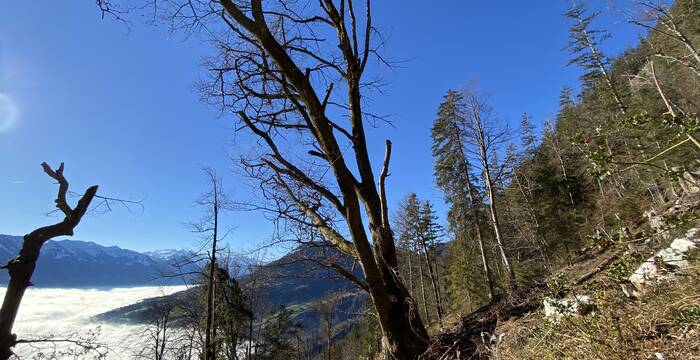 Holzschlag am Chretzenweg